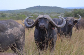 Bushwa Private Game Lodge
